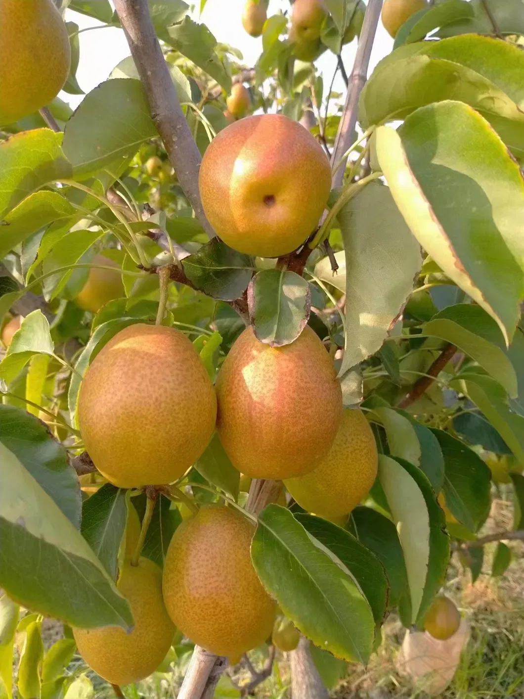 2024 Western Pear Big Head Pear Fresh Pear Comis Red Pear in China