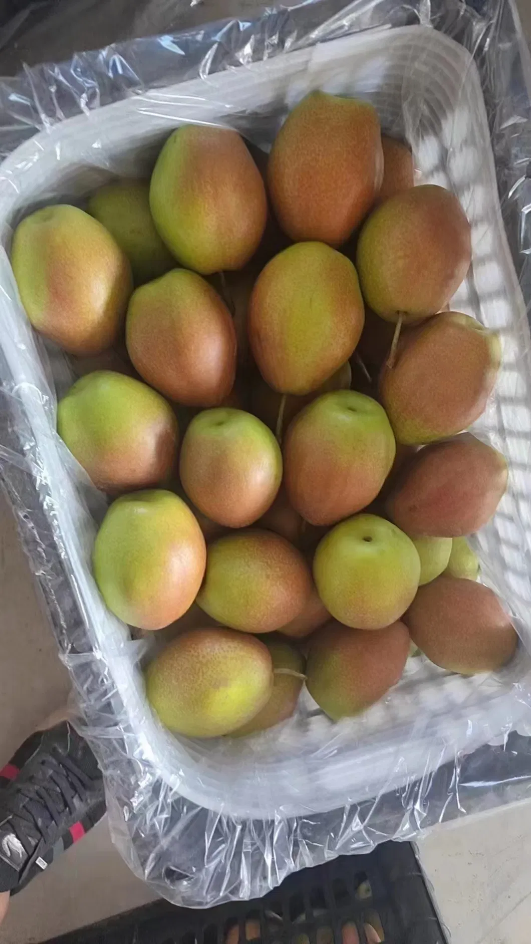 2024 Western Pear Big Head Pear Fresh Pear Comis Red Pear in China