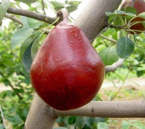2024 Western Pear Big Head Pear Fresh Pear Comis Red Pear in China