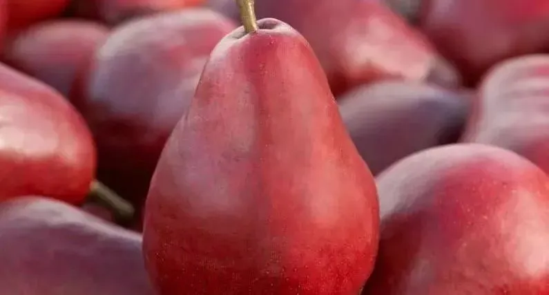 2024 Western Pear Big Head Pear Fresh Pear Comis Red Pear in China