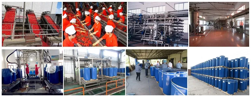 36-38% Tomato Paste Factory Tomato Sauce Supply with High Quality