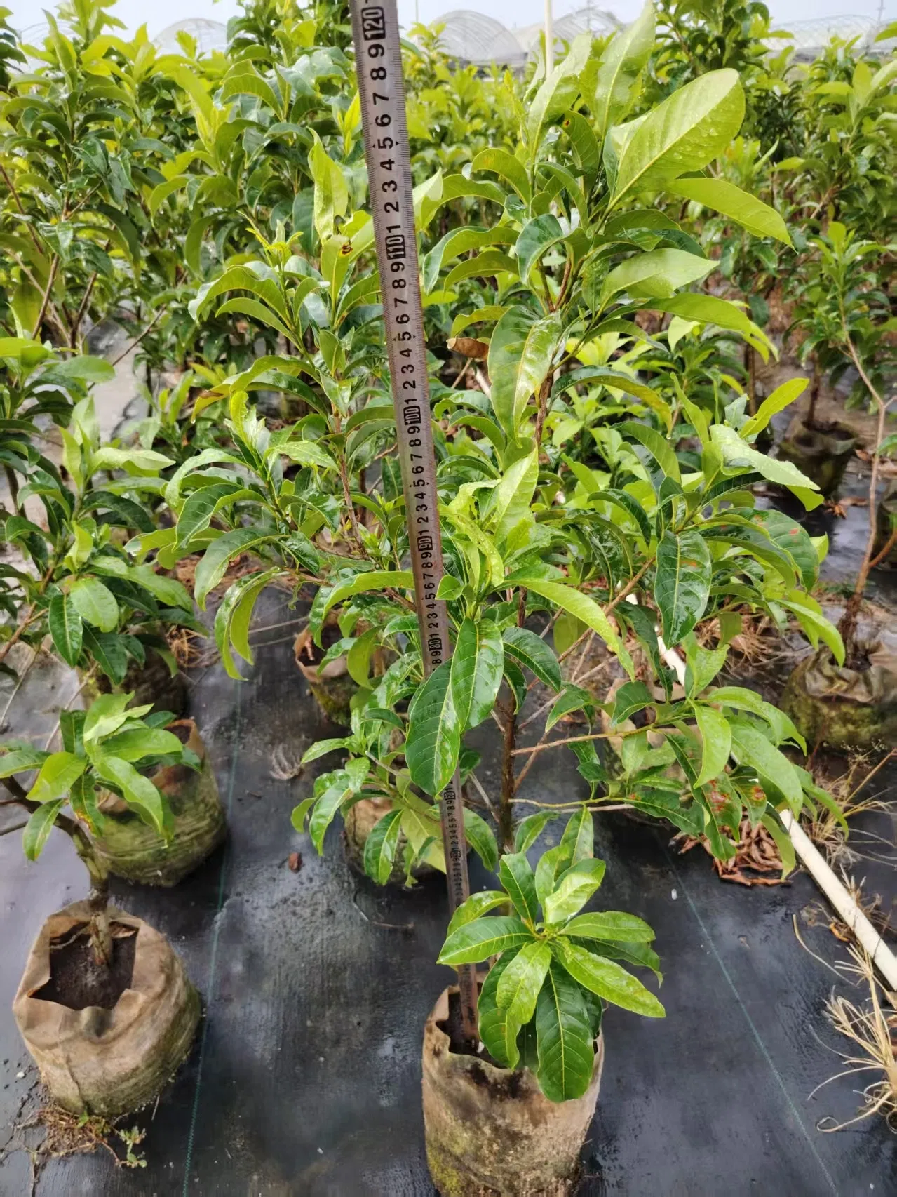 Different Types and Sizes Pouteria Caimito Sweet Abiu Fruit Tree Outdoor Plant Wholesale