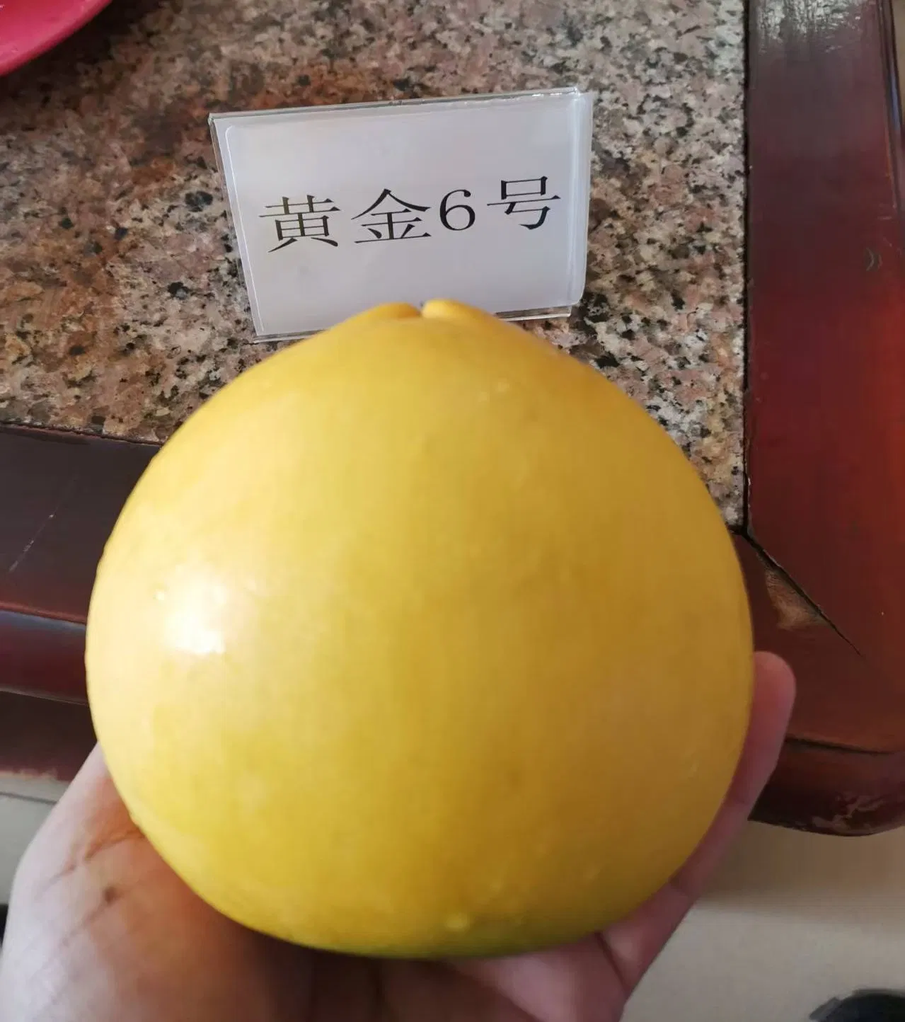 Different Types and Sizes Pouteria Caimito Sweet Abiu Fruit Tree Outdoor Plant Wholesale