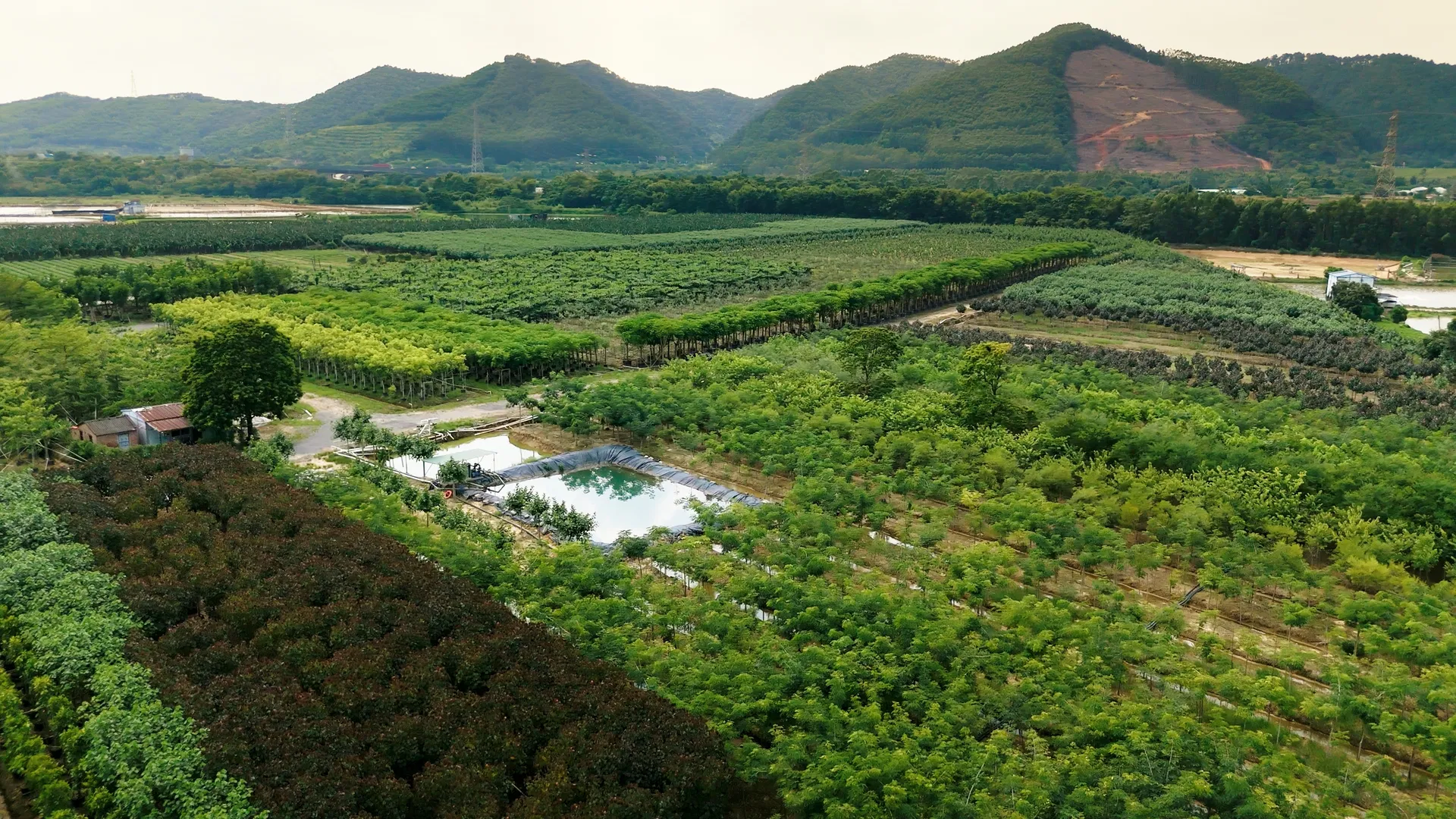 Different Types and Sizes Pouteria Caimito Sweet Abiu Fruit Tree Outdoor Plant Wholesale