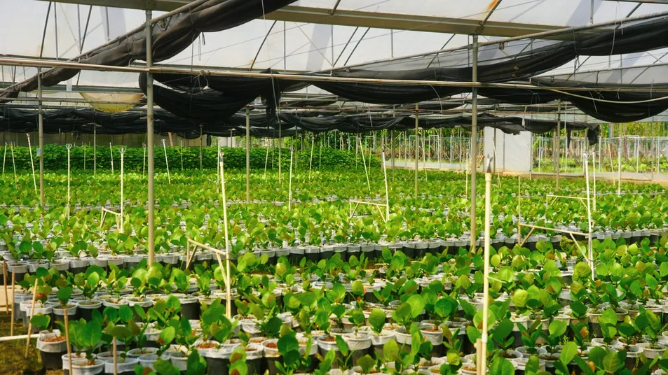 Different Types and Sizes Pouteria Caimito Sweet Abiu Fruit Tree Outdoor Plant Wholesale