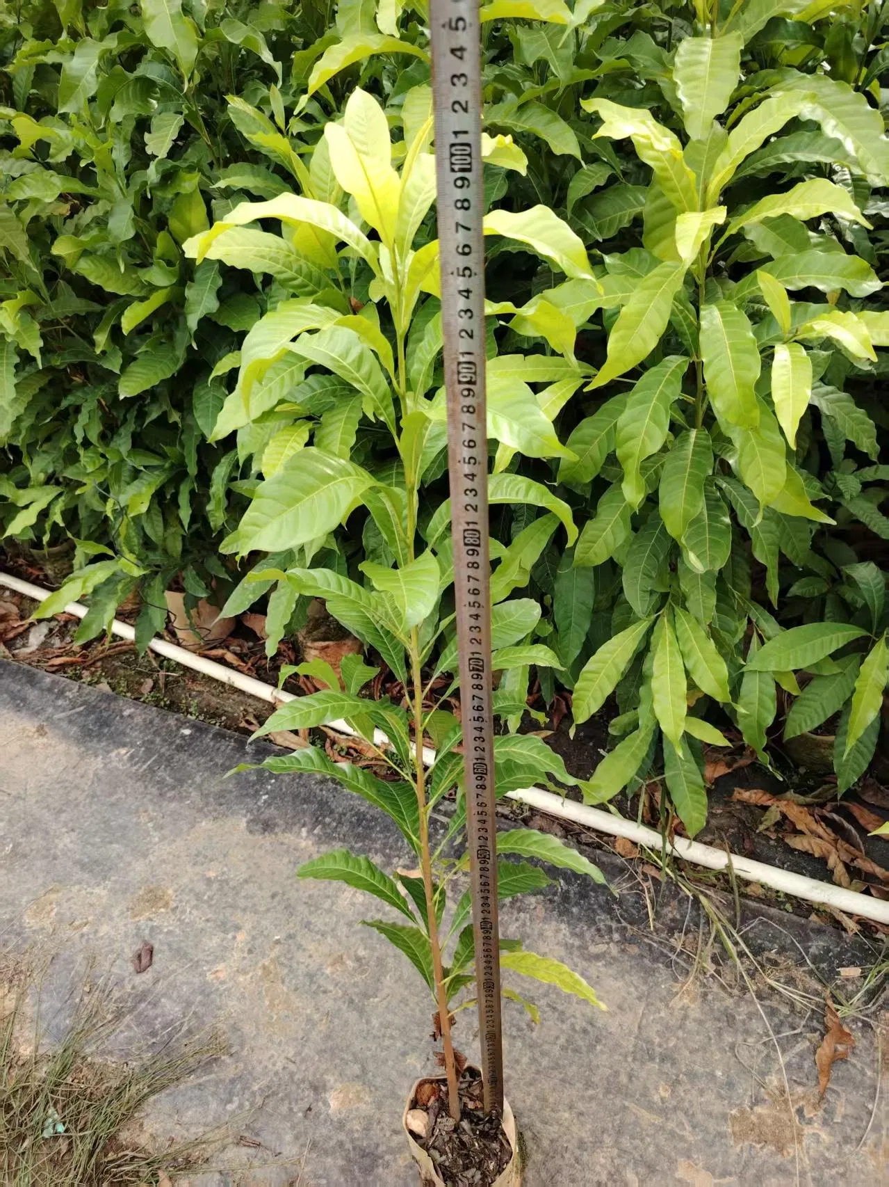 Different Types and Sizes Pouteria Caimito Sweet Abiu Fruit Tree Outdoor Plant Wholesale