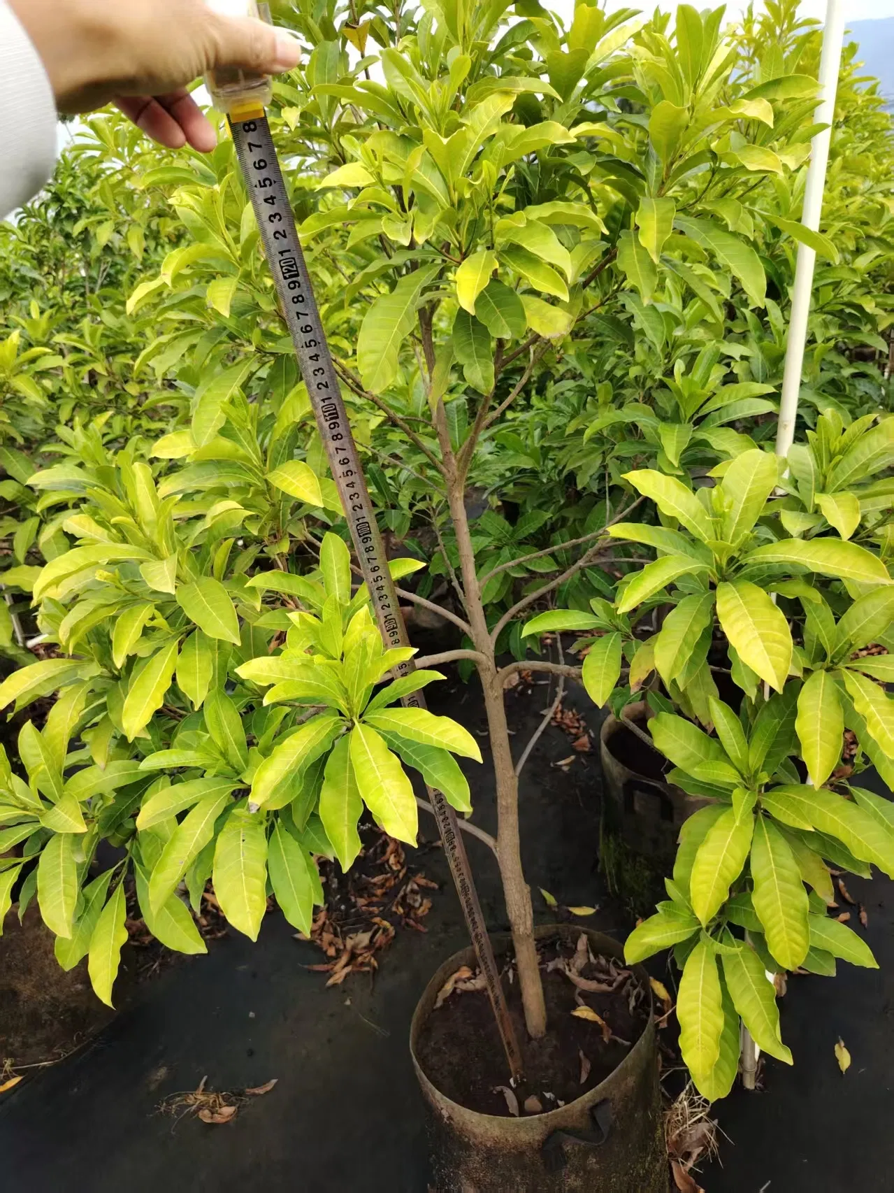 Different Types and Sizes Pouteria Caimito Sweet Abiu Fruit Tree Outdoor Plant Wholesale