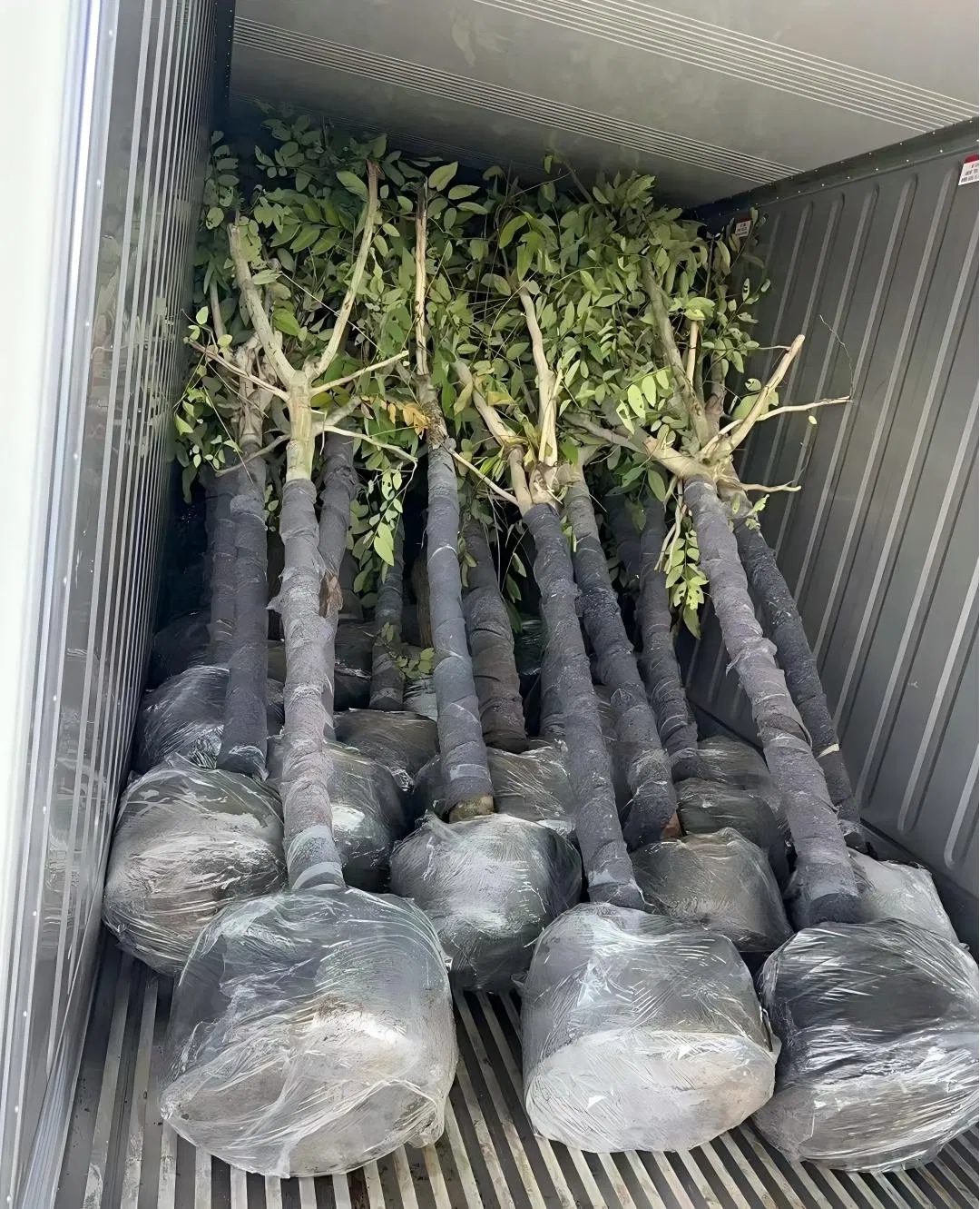 Different Types and Sizes Pouteria Caimito Sweet Abiu Fruit Tree Outdoor Plant Wholesale