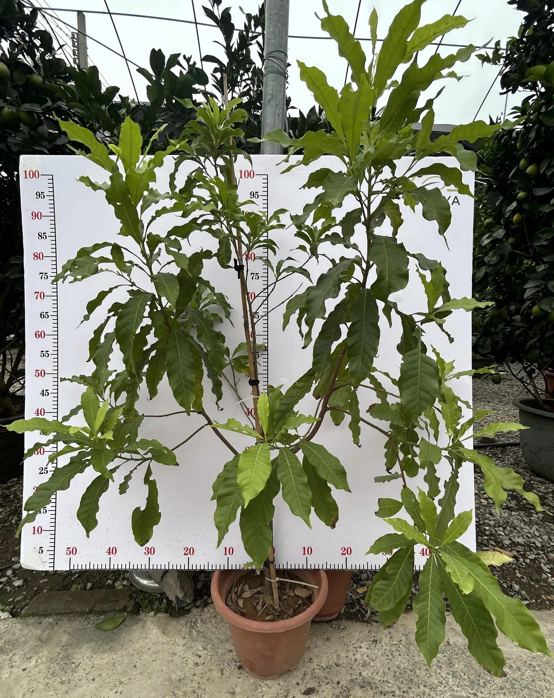 Different Types and Sizes Pouteria Caimito Sweet Abiu Fruit Tree Outdoor Plant Wholesale