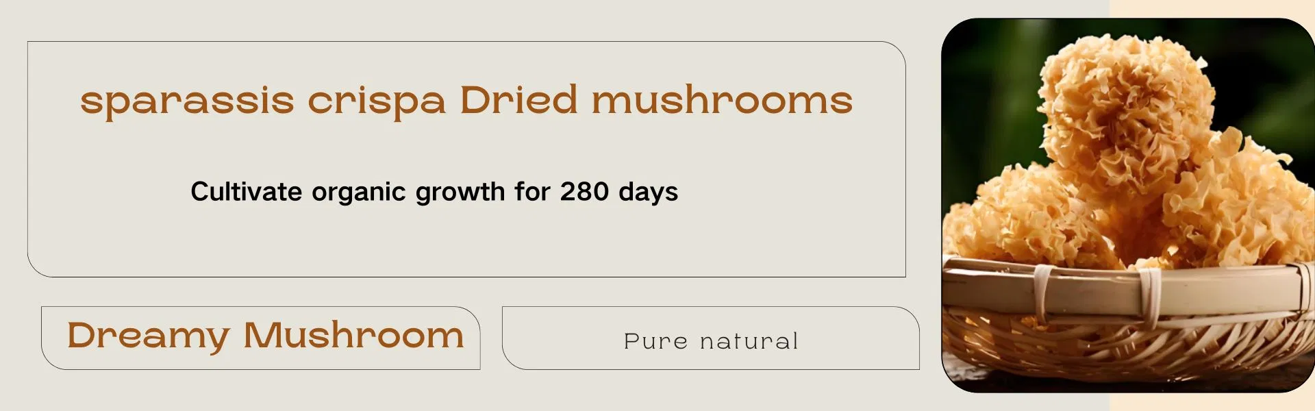 Premium Sparassis Crispa Dried Mushrooms for Gourmet Gift Baskets