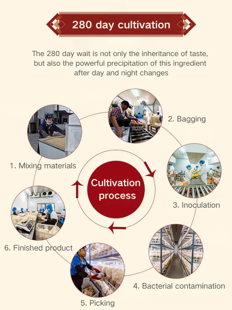 Premium Sparassis Crispa Dried Mushrooms for Gourmet Gift Baskets