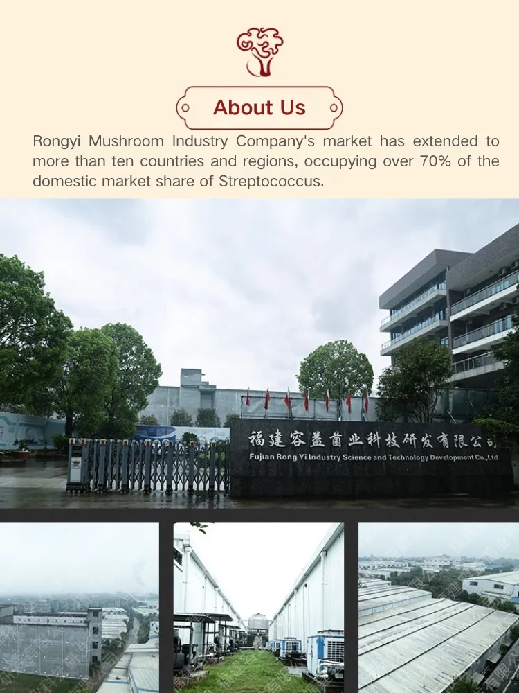 Premium Sparassis Crispa Dried Mushrooms for Gourmet Gift Baskets