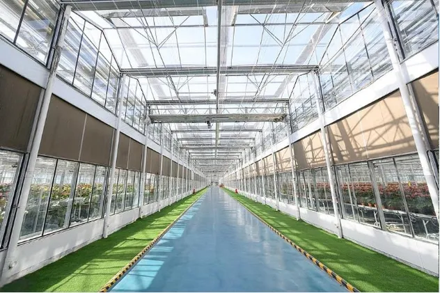 MID Maturity, High Quality, High Yield, High Ear Formation Rate Sweet Corn Seeds