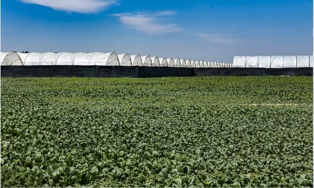 MID Maturity, High Quality, High Yield, High Ear Formation Rate Sweet Corn Seeds