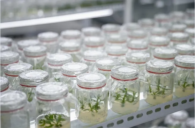 MID Maturity, High Quality, High Yield, High Ear Formation Rate Sweet Corn Seeds