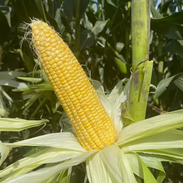 MID Maturity, High Quality, High Yield, High Ear Formation Rate Sweet Corn Seeds