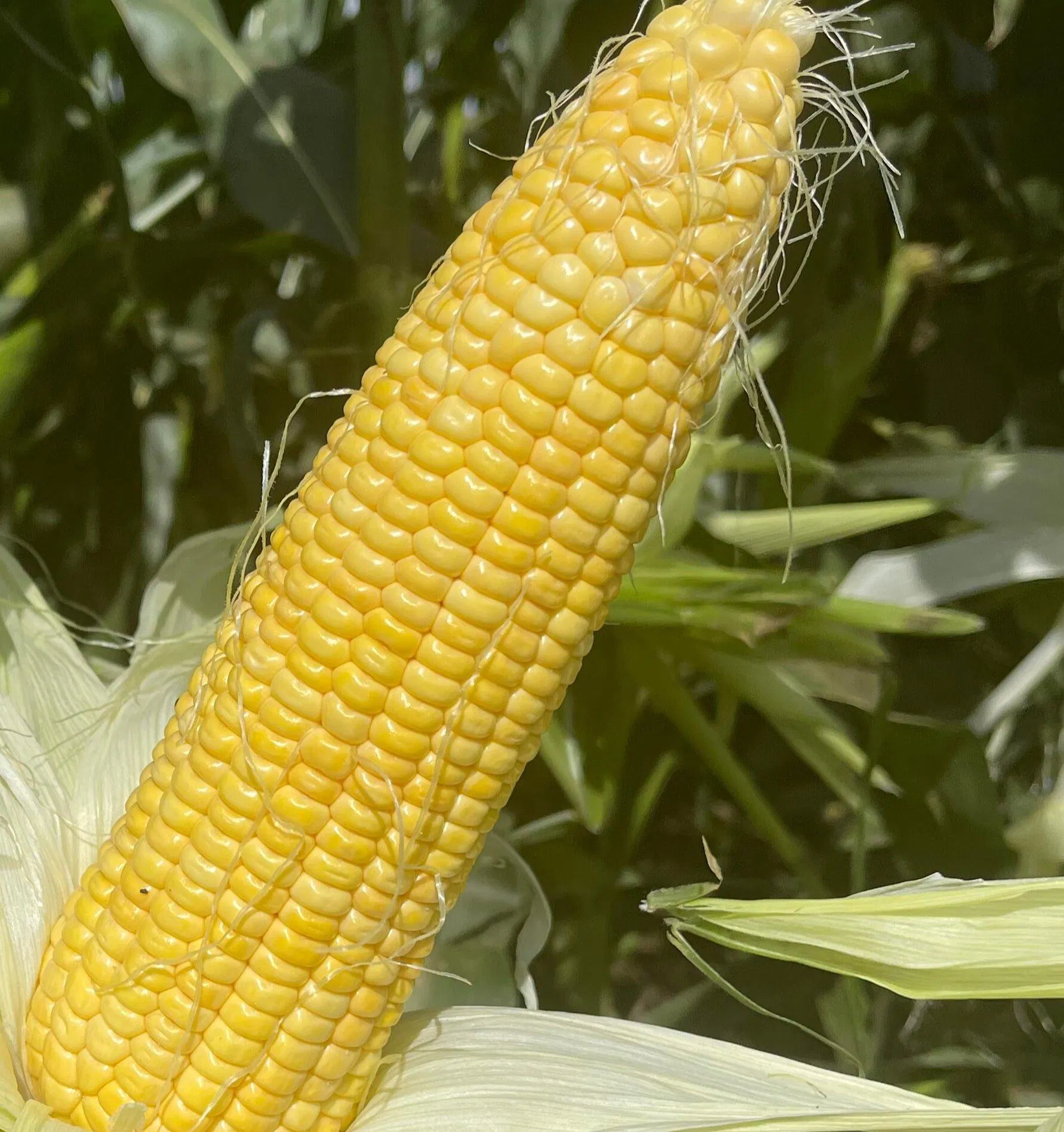 MID Maturity, High Quality, High Yield, High Ear Formation Rate Sweet Corn Seeds