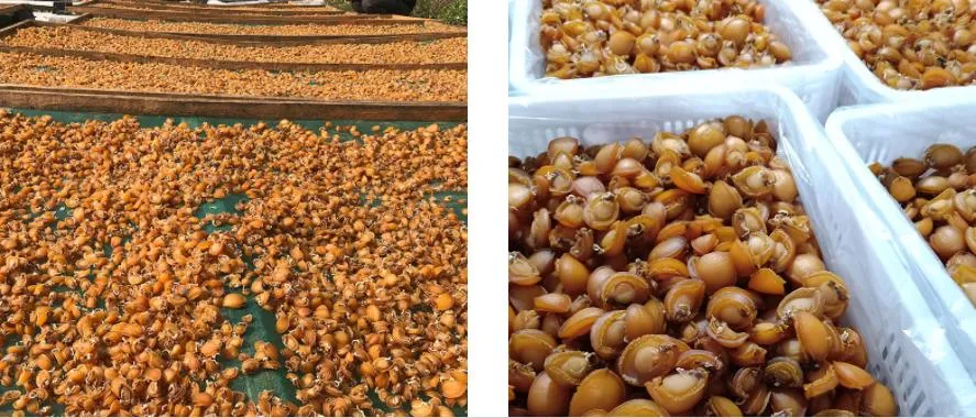 N09 Cheap Price Good Quality Nutritious 500g Seafood Shellfish Dried Abalone