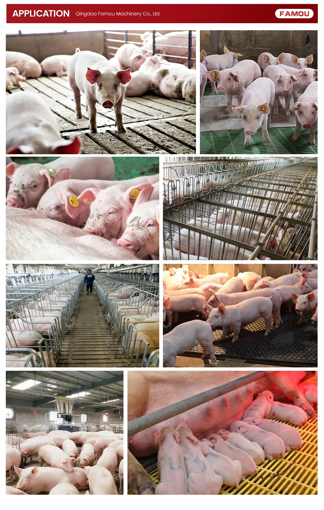 Famou Livestock Equipment Fattening Pen for Modern Pig Farming