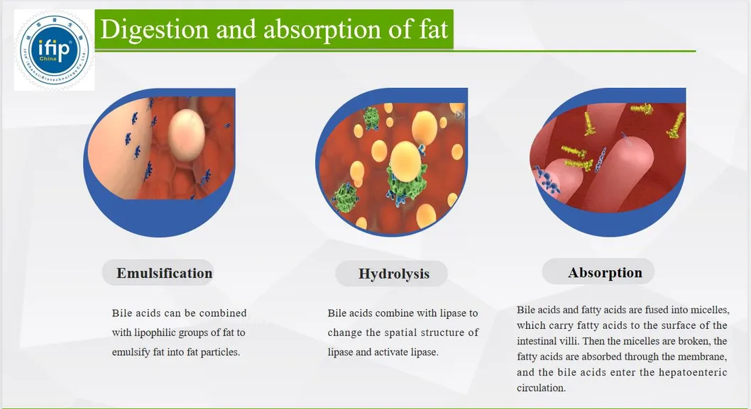 Feed Additive for Enhanced Shrimp Growth Feed Grade 95% Bile Acid