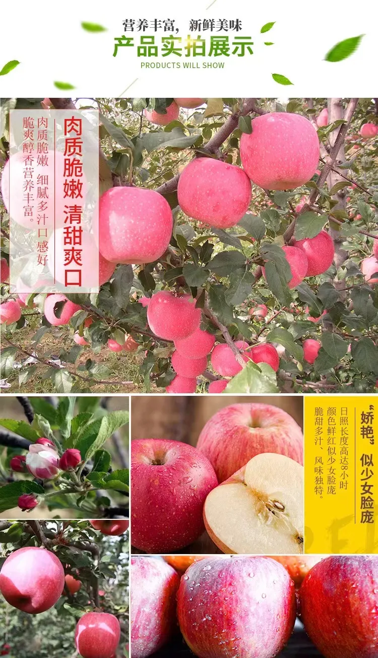 2024 Crop Whole Red FUJI Apple Green Qinguan Gala Huaniu Jiguan Dallo Apple