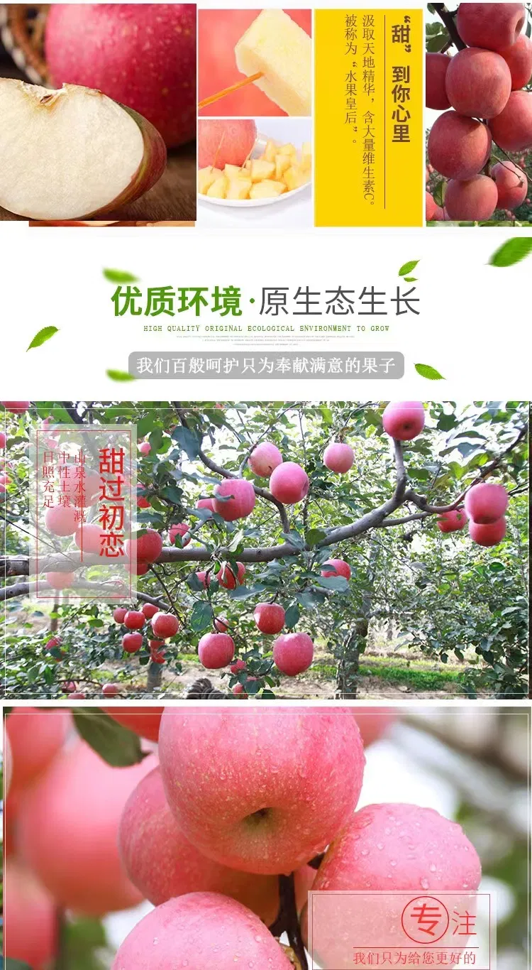 2024 Crop Whole Red FUJI Apple Green Qinguan Gala Huaniu Jiguan Dallo Apple