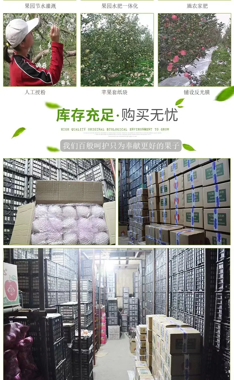 2024 Crop Whole Red FUJI Apple Green Qinguan Gala Huaniu Jiguan Dallo Apple