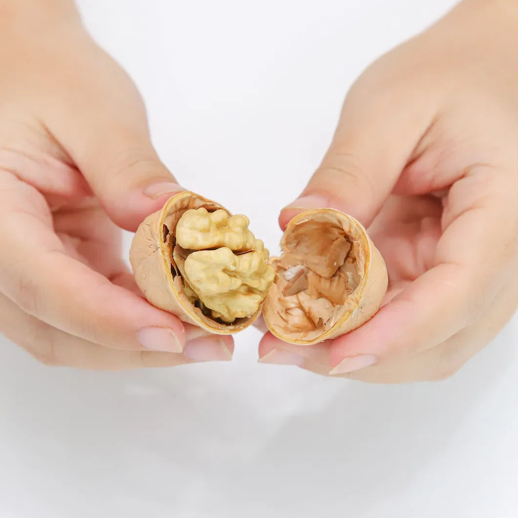 Natural Hand Peel Walnut Sourcing From Xijiang 185 Walnut Kernel Shelled Walnut