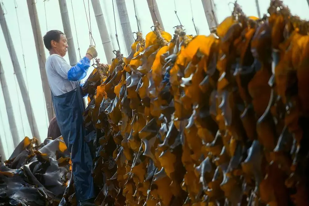 Alage Seaweed Dried Kelp From China Wholesaler Factory Supply Dehydrated Wakame Seaweed