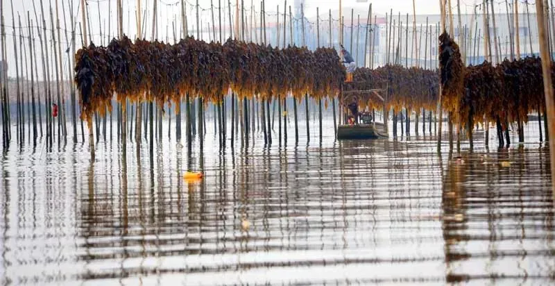 Alage Seaweed Dried Kelp From China Wholesaler Factory Supply Dehydrated Wakame Seaweed