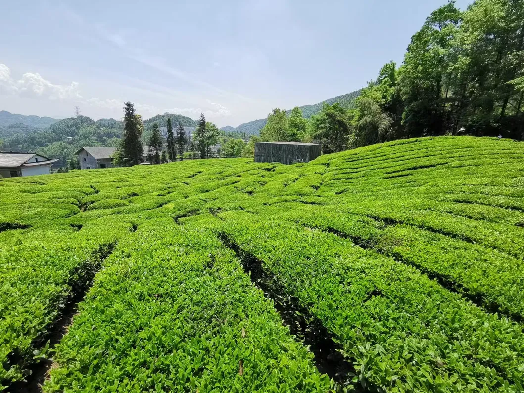 Chinese Chunmee Green Tea 41022 From China Supplier with Free Samples