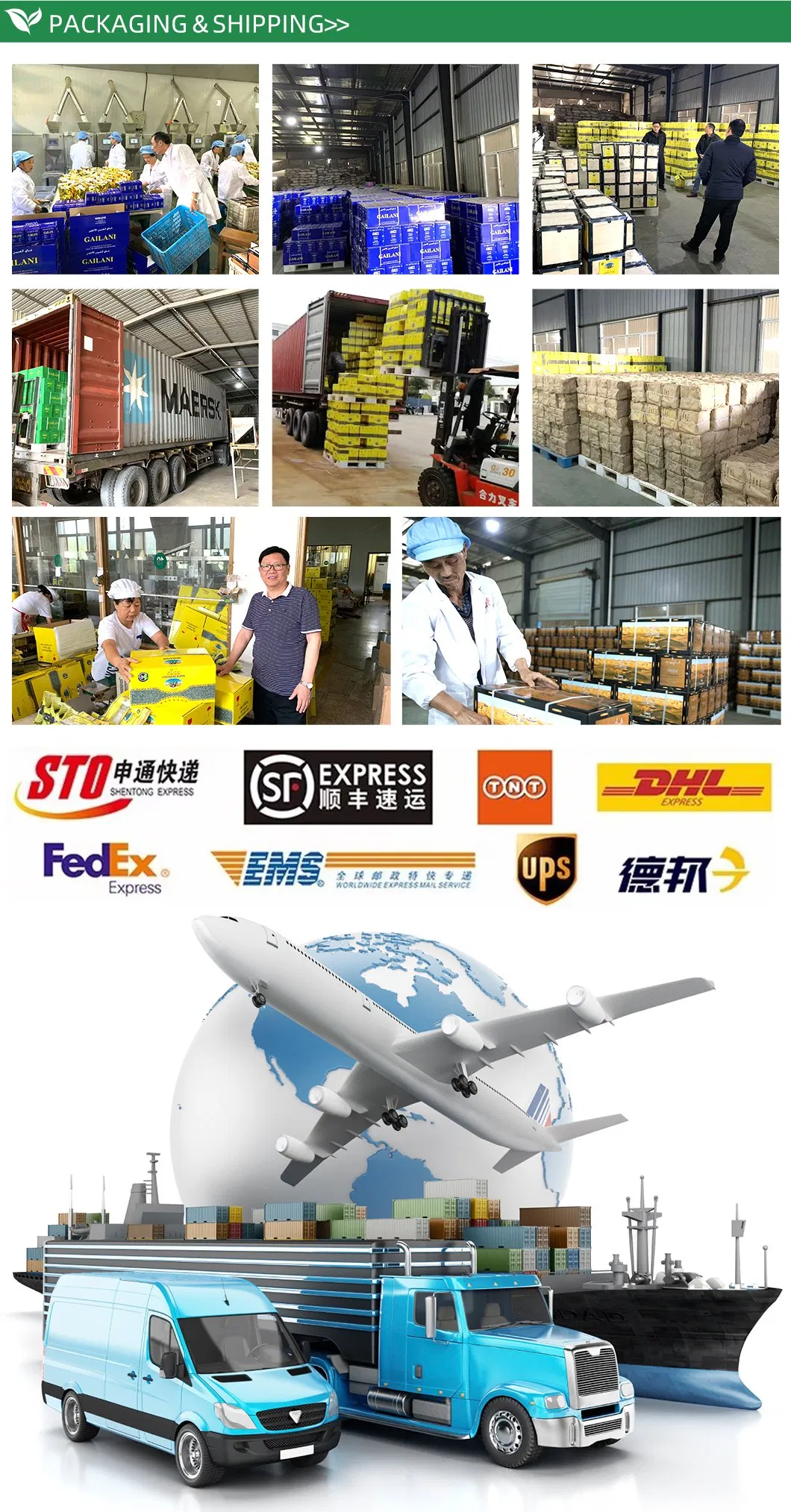 Chinese Chunmee Green Tea 41022 From China Supplier with Free Samples