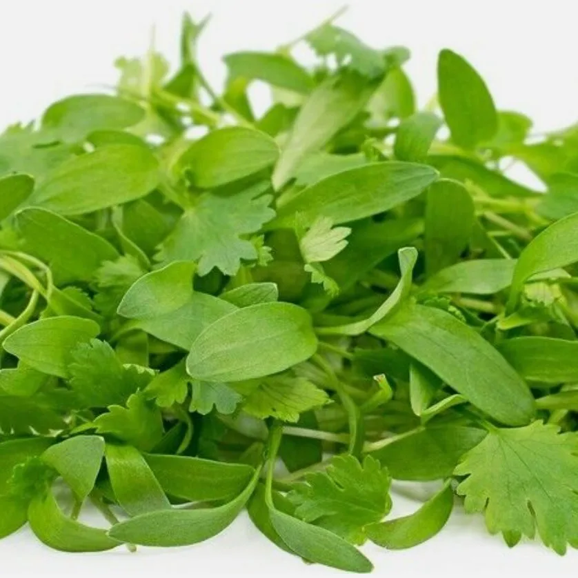 Naturix Cilantro Seeds Microgreen Seeds for Growing