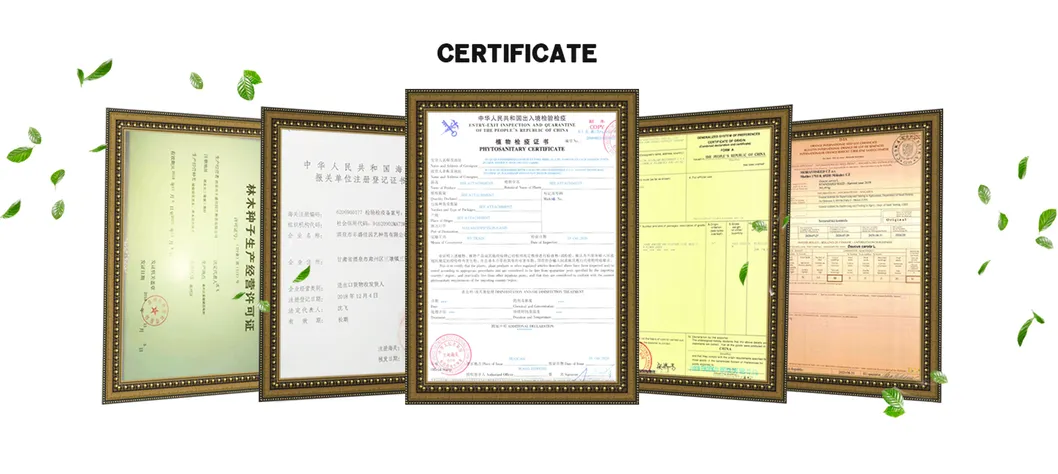 Naturix Cilantro Seeds Microgreen Seeds for Growing