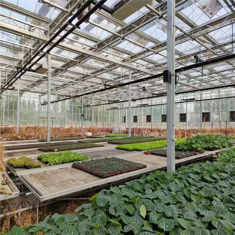 Wind-Resistant Wholesale Easy Installation Climate Control Greenhouse for Flower Production