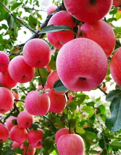 Factory Organic Green Natural Seaweed Extract Fertilizer with NPK for Foliar Spray