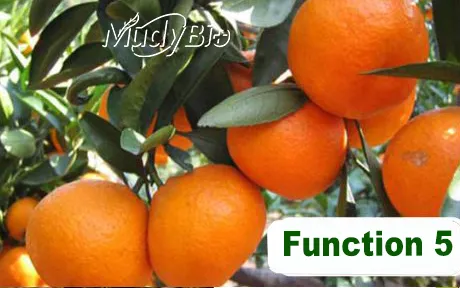 Super Potassium Humate Flake Fertilizers Products Humic Acid From Leonardite Organic Fertilizer for Plants