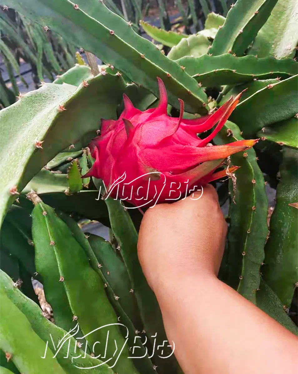 Super Potassium Humate Flake Fertilizers Products Humic Acid From Leonardite Organic Fertilizer for Plants