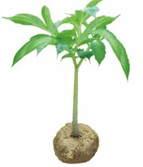 200g Bag Package Konjac Noodle