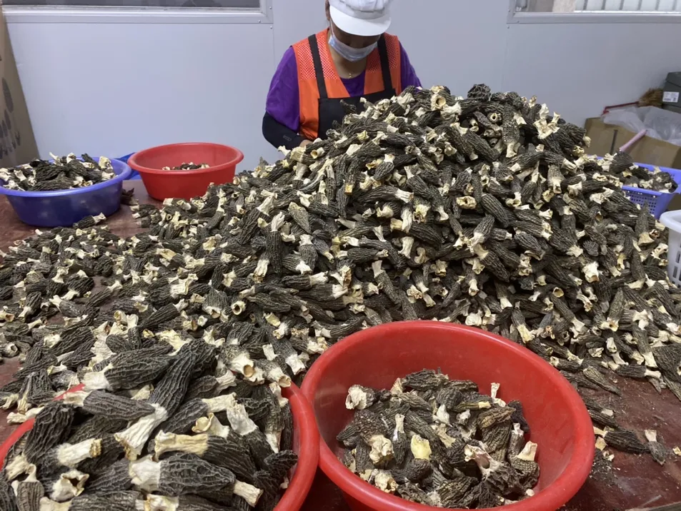 Special Price Dried Morel Mushroom, Premium Quality, Factory Direct Sale China