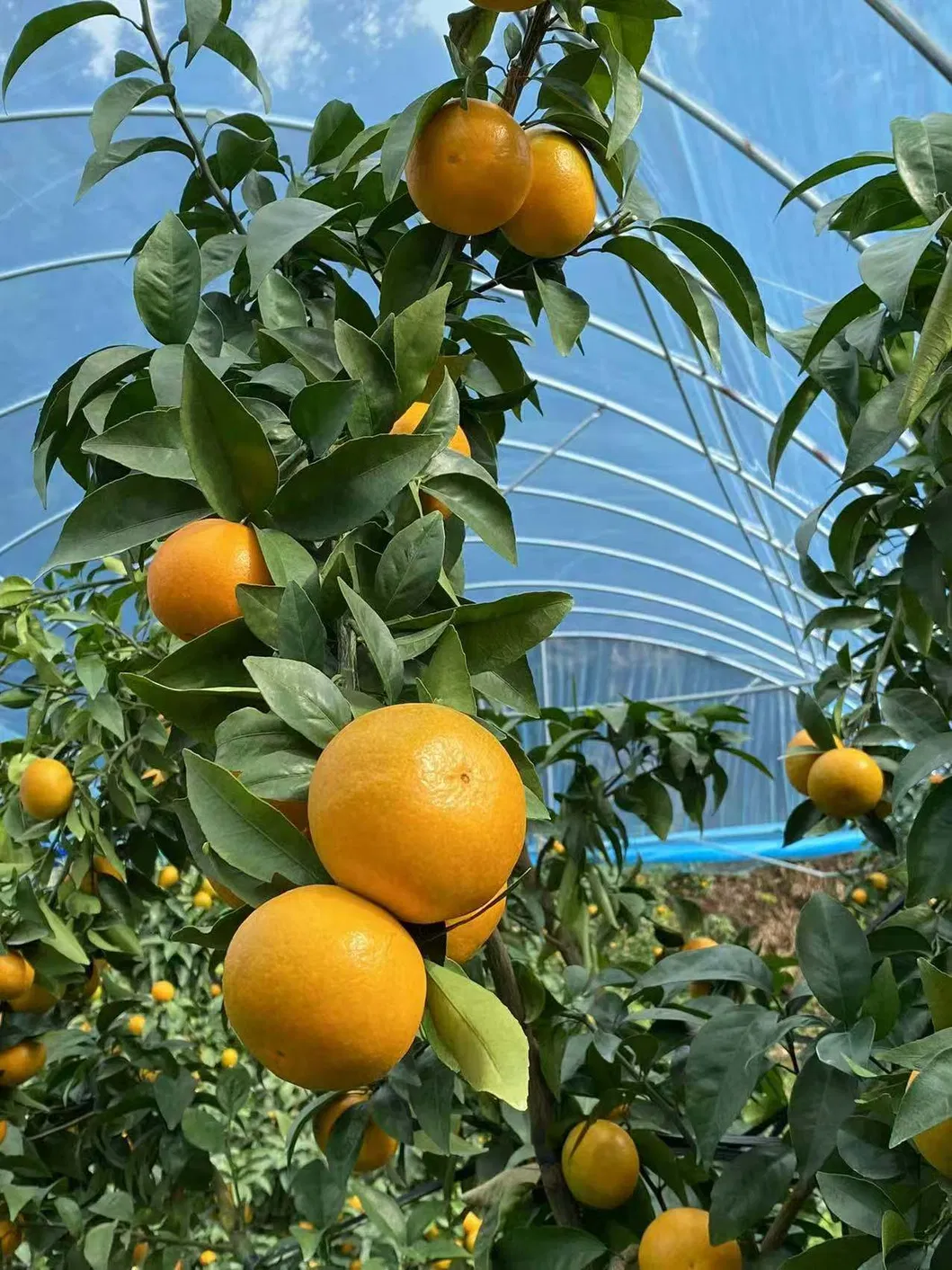 Fresh Navel Orange, Sweet and High-Quality Mandarin. China Fresh Mandarin Premium Quality Wogan Mandarin