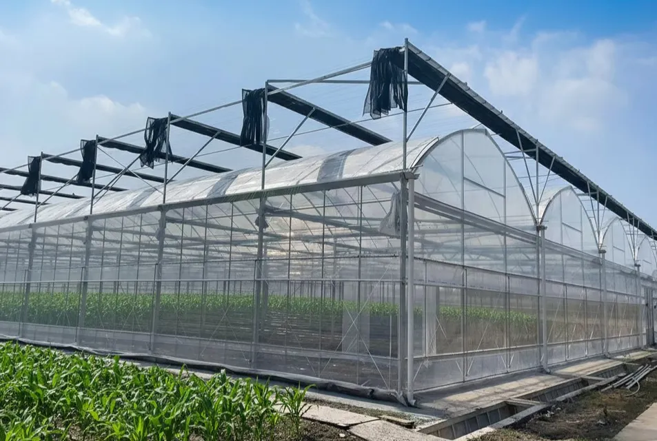 Sturdy Multi-Span Film Greenhouse for Year-Round Agricultural Use