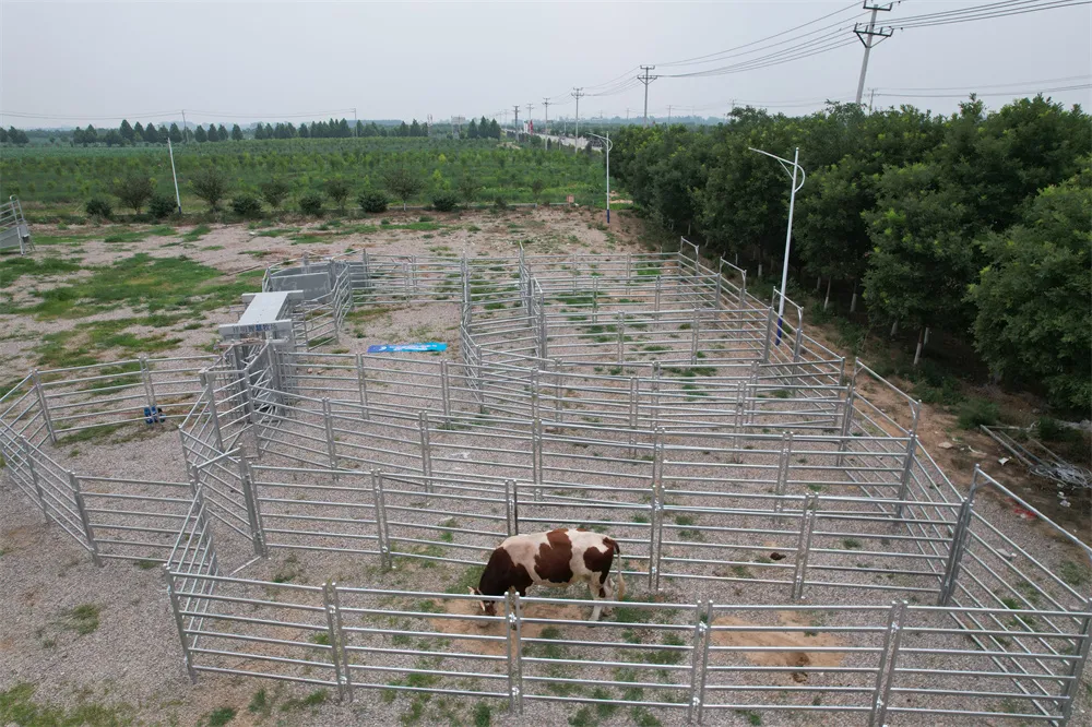 Cheap Livestock Shed Cattle Pen