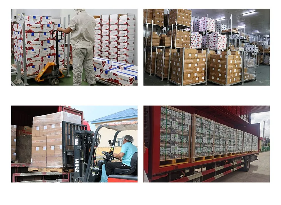 Chinese New Crop Pinenuts Kernels Pinus Koraiensis