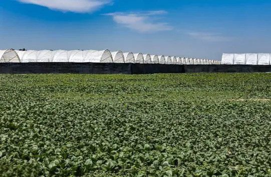 Hybrid Pepper Seeds High-Quality Variety Pepper Seeds