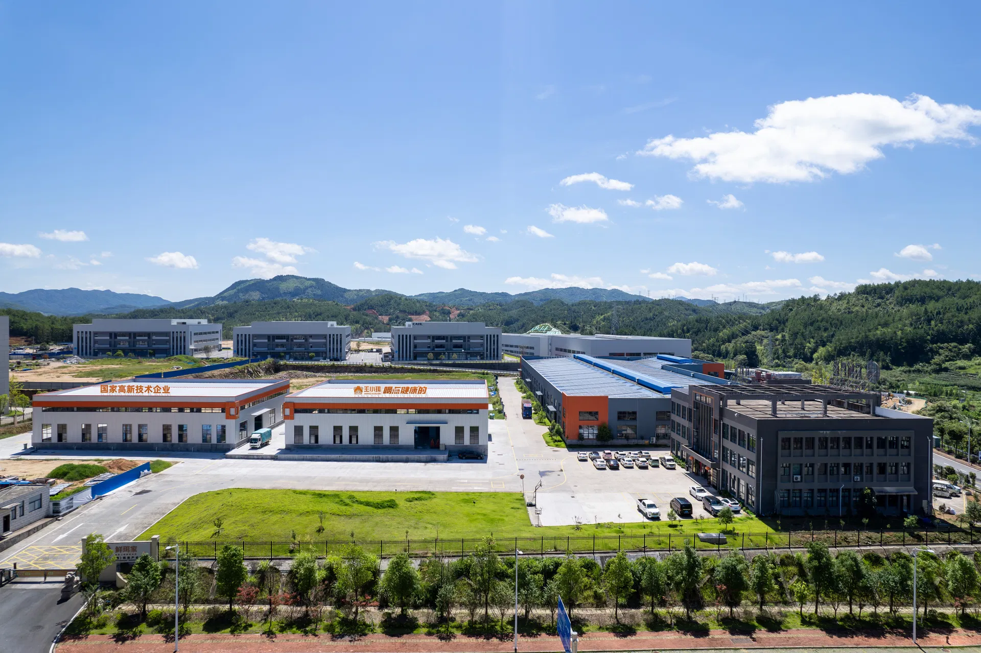 Juicy Organic Loquat Pear Can Moistening Respiratory Tract Soothing Cough