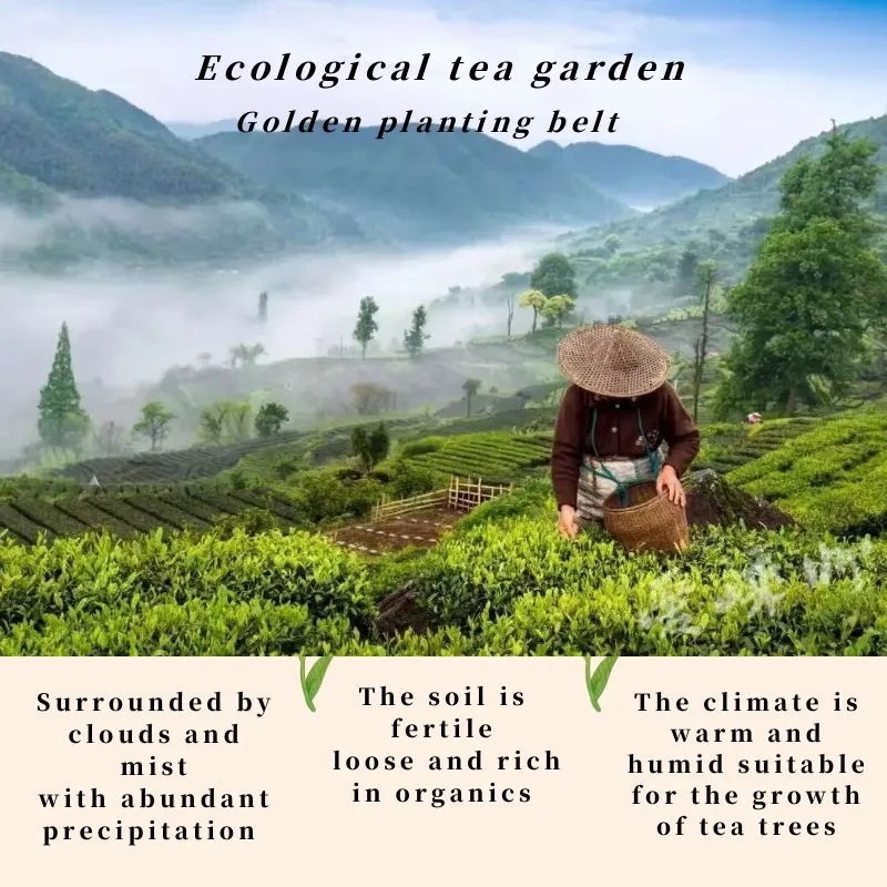 Fouramazingtea Golden Bud Huangjinya Green Tea Factory Wholesale Herbal Loose Leaf Pu'er/Puerh Instant EU Organic Black/Green/White/Oolong Tea Anticancer