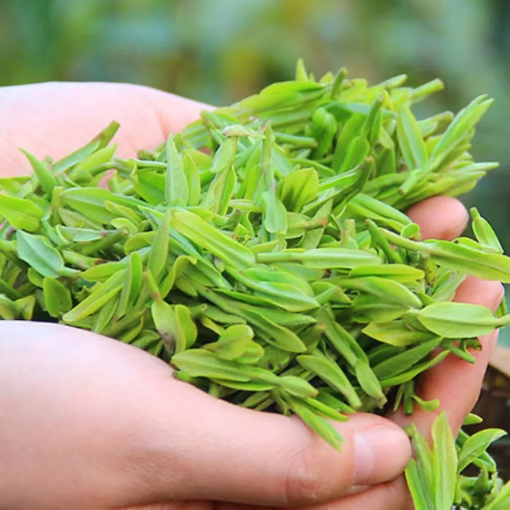 Fouramazingtea Golden Bud Huangjinya Green Tea Factory Wholesale Herbal Loose Leaf Pu'er/Puerh Instant EU Organic Black/Green/White/Oolong Tea Anticancer