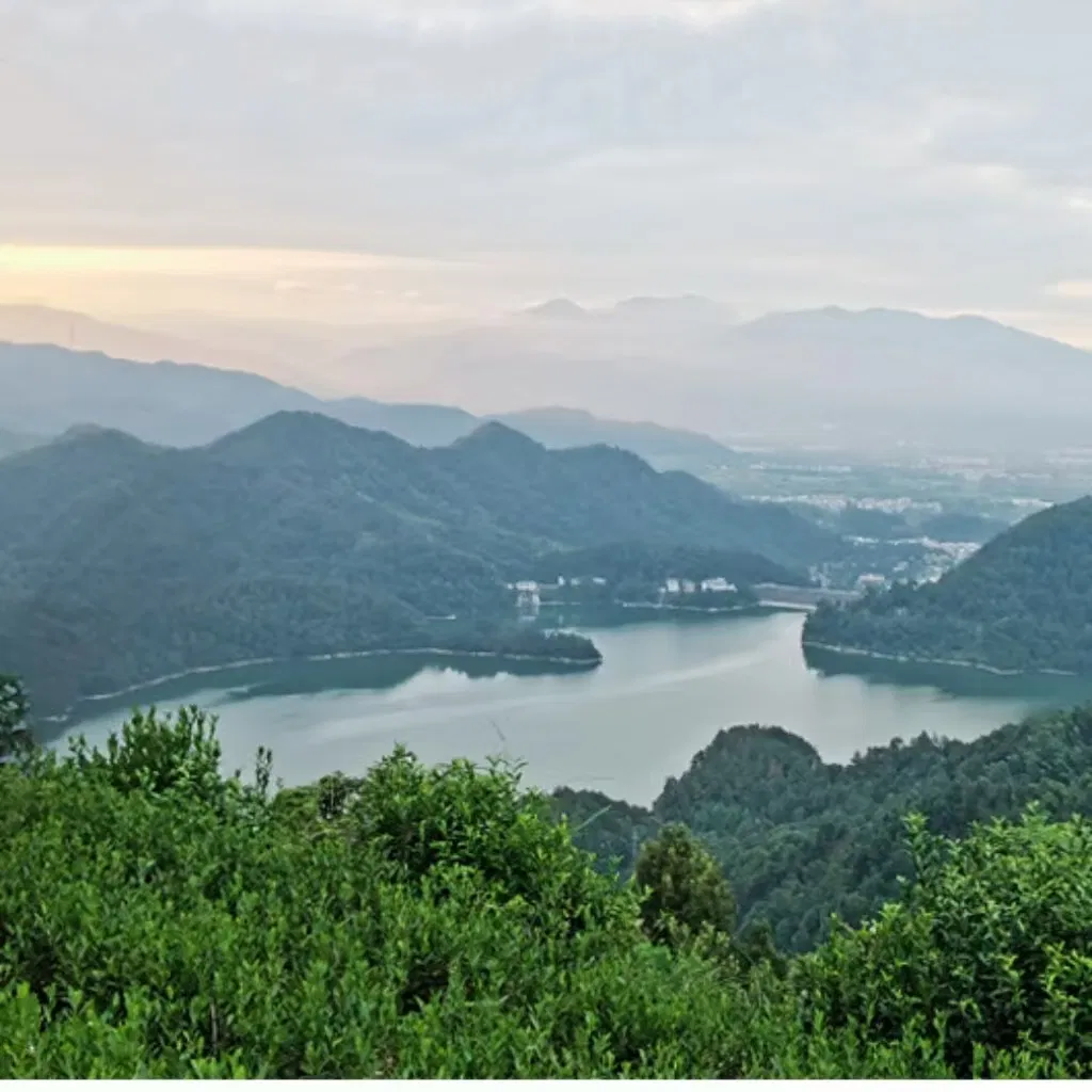 Fouramazingtea Golden Bud Huangjinya Green Tea Factory Wholesale Herbal Loose Leaf Pu'er/Puerh Instant EU Organic Black/Green/White/Oolong Tea Anticancer