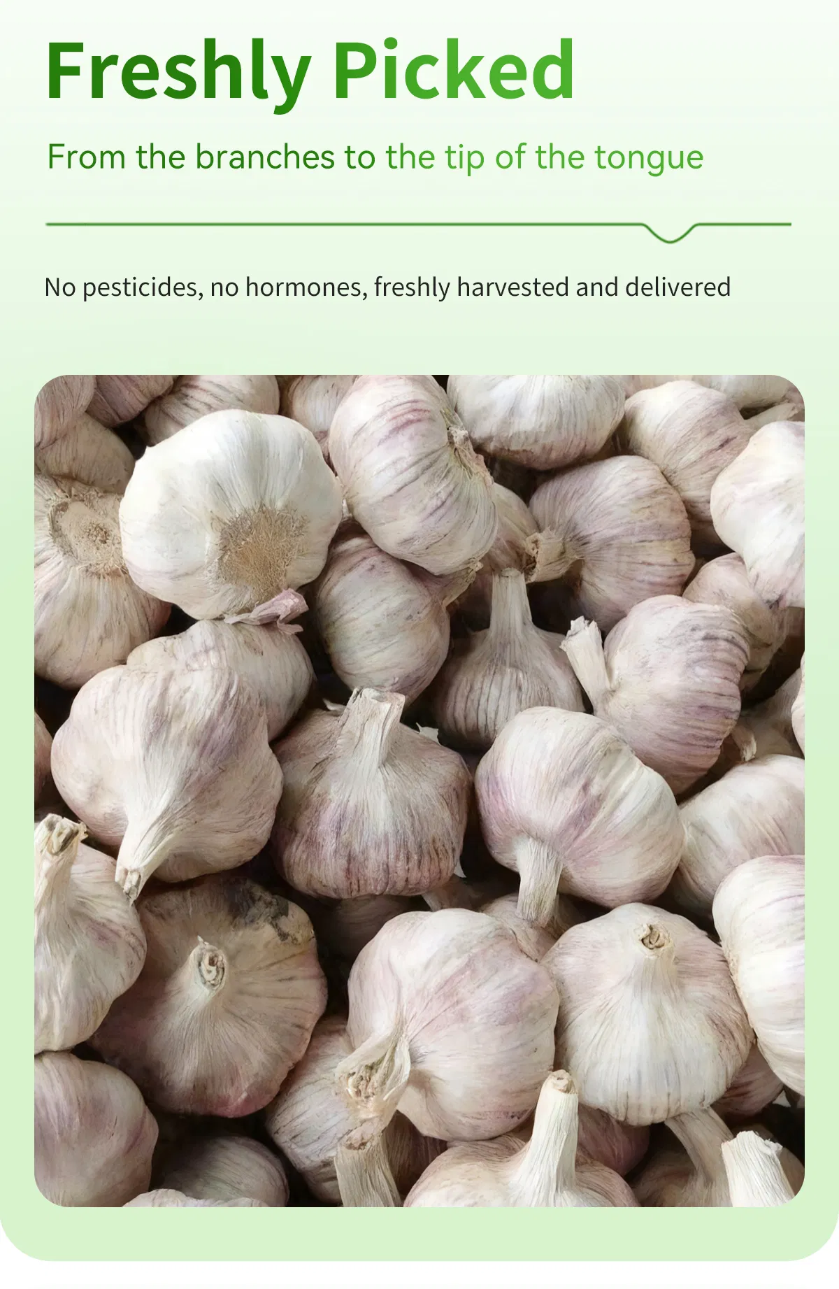 High Quality Garlic Organic Crops Standardized Processing